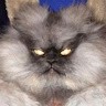 Fuzzy Long Cat