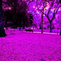 Bader Farssi