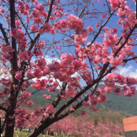 Blue Tang(USB Hub Adapter, cables, Type C)