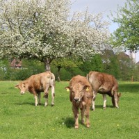 Lebenshof Känguruhof Krapf