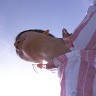Phuc Chuong