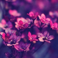 Jasmine S