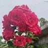Rohon Das