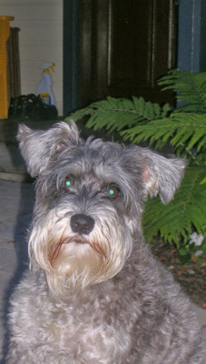 Gianni Angioli