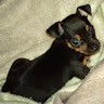 Sadie Bug