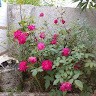 Pramila Mhatre
