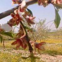 itziar Ugartechea Escofet