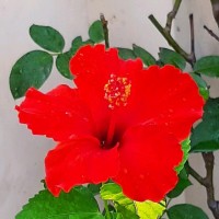 S Banerji