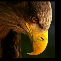 کوروش اریایی