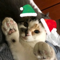 来嘉炜