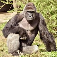 Harambe N/A