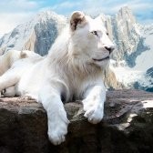 ominfowave developers