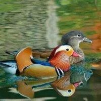 张东勇