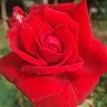 Dinesh Singh