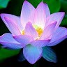Pavithra R