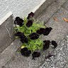 Koji Asai