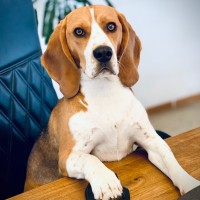 Sir Archie