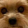 Doggo Lord