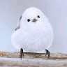 Wen Swan Foo