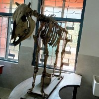 Devi priyadarshini