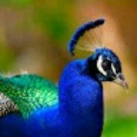Peacock Nrn