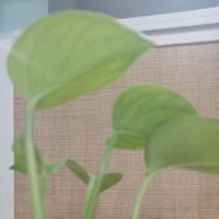 郭璐璐