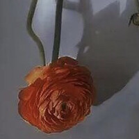 Lei La