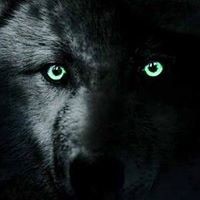 Lobo Max
