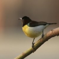 G.S.B. Agnihothri Agnihothri