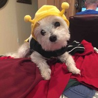 Char Lybbert
