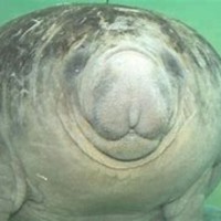 Gib Verlaat