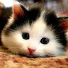 Sookling Tam