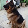Max Dog Kennel In Hyderabad