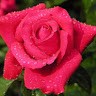 deepak gond