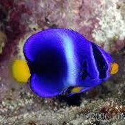 Aquarium Fish Ghana