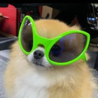 袁嘉鸿