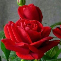 Gul Chughtai