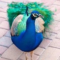 Winston Peacock