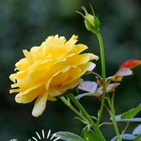 Anitha Ca