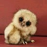 Yuli Yohana