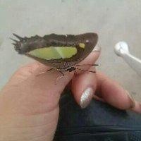 代继梅