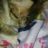 Fluffy Undefined