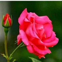 Rakesh N N