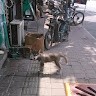 布尔森林
