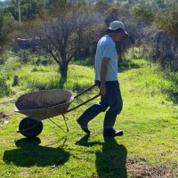 Gonzalo Losada  Pfeil