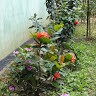 Tadmira Sultana