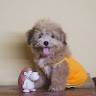Melvin Tom
