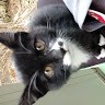 JHIN stray