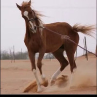 تركي اليامي