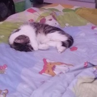 张佳宇